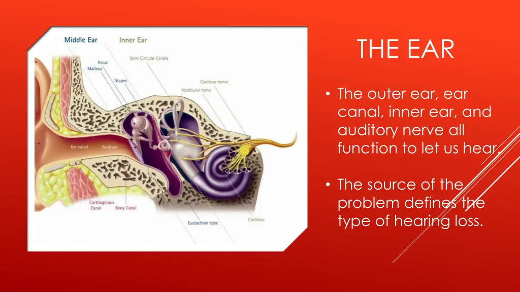 the ear