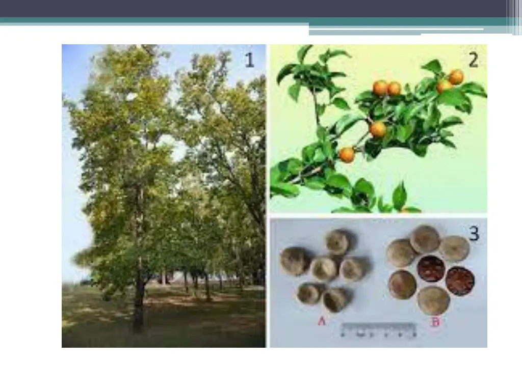 slide2