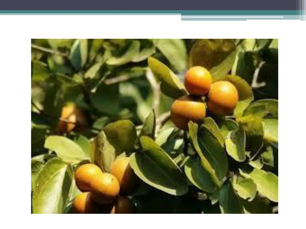 slide6