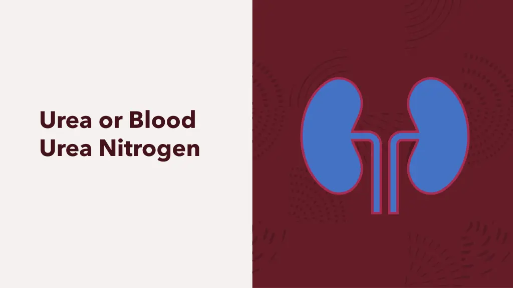 urea or blood urea nitrogen