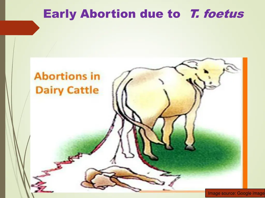 early abortion due to t foetus