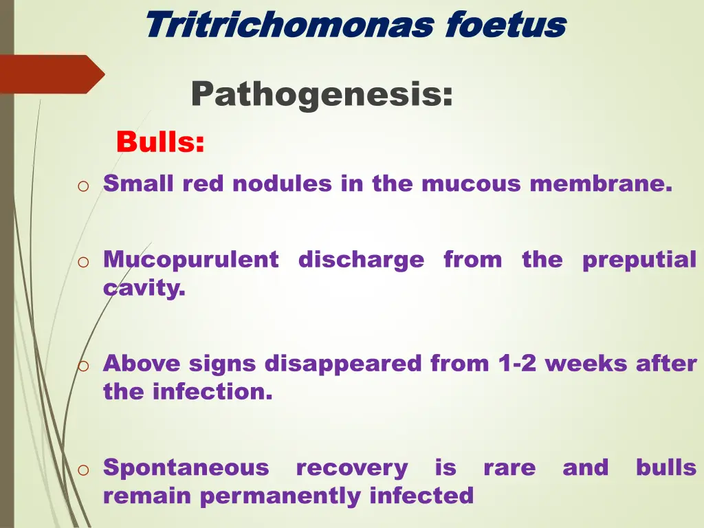 tritrichomonas tritrichomonas foetus 5