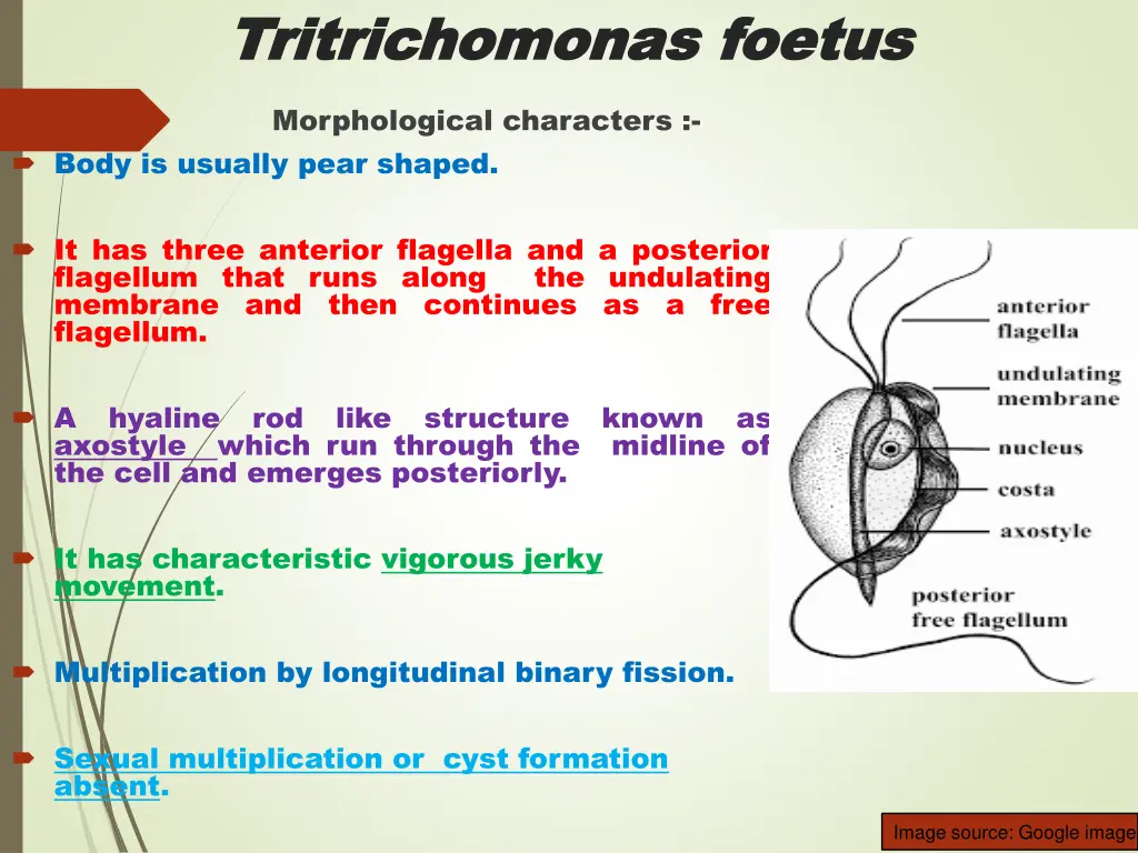 tritrichomonas tritrichomonas foetus