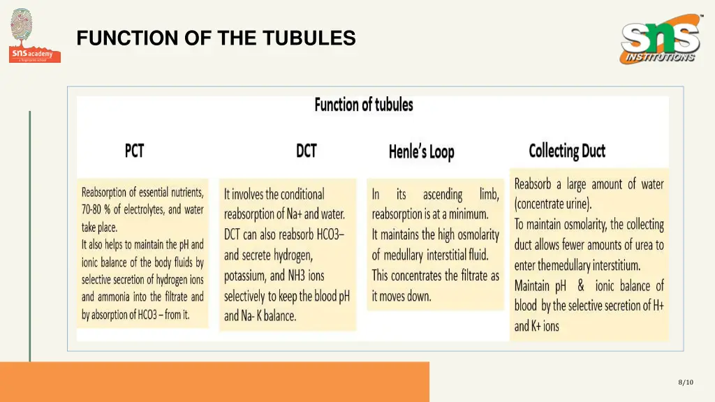 function of the tubules