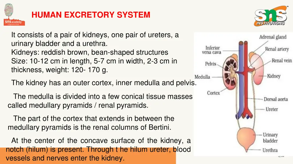 human excretory system