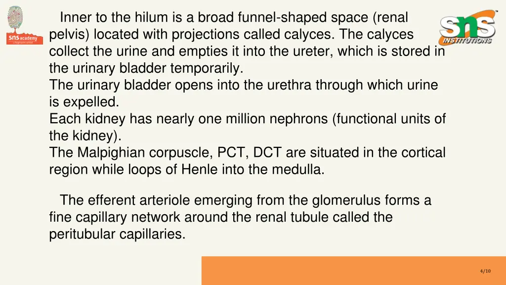 inner to the hilum is a broad funnel shaped space