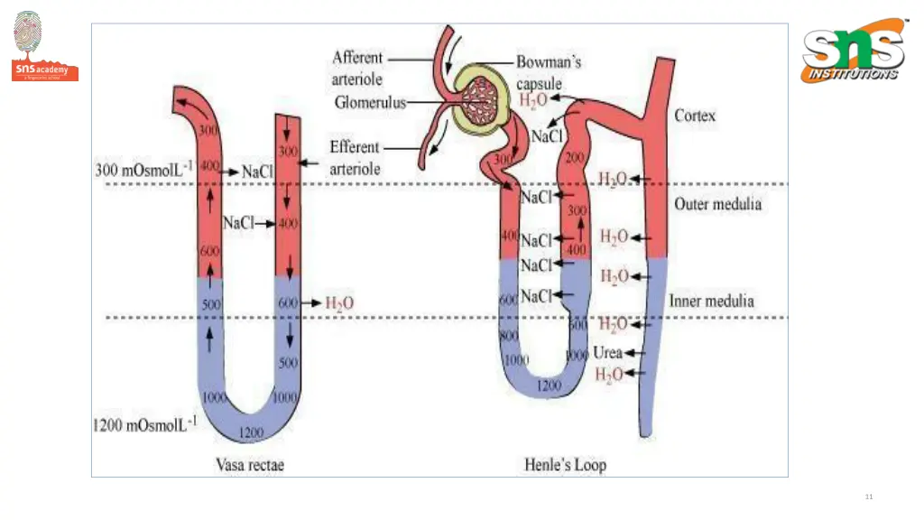 slide11
