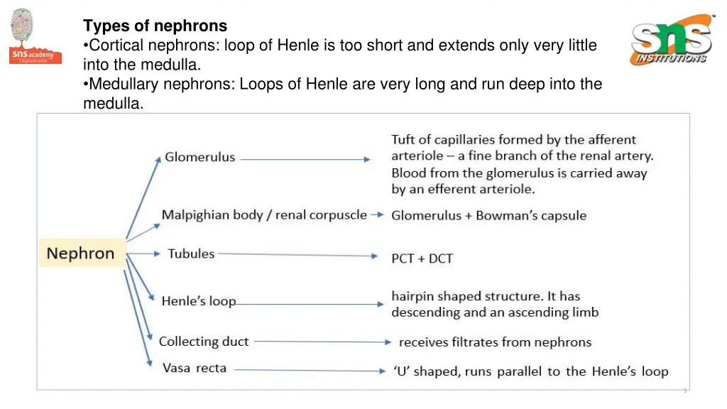 types of nephrons cortical nephrons loop of henle