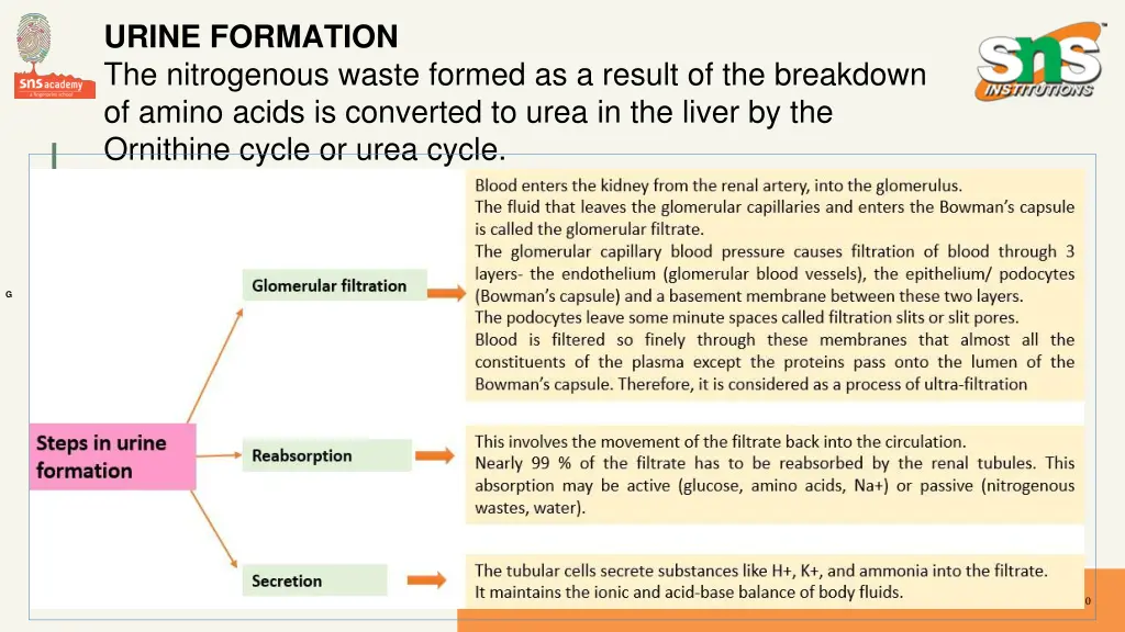 urine formation the nitrogenous waste formed