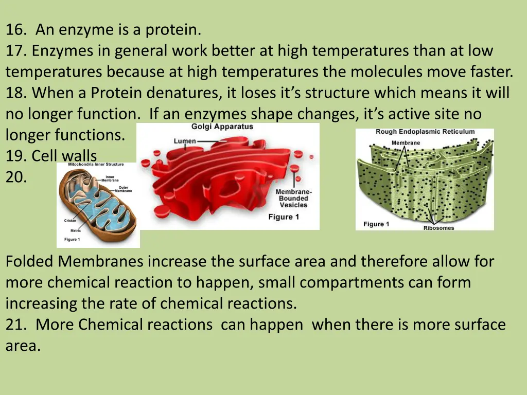 16 an enzyme is a protein 17 enzymes in general