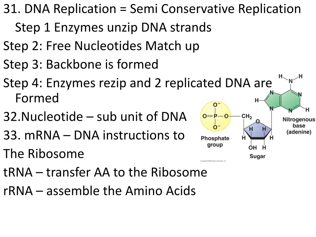 31 dna replication semi conservative replication