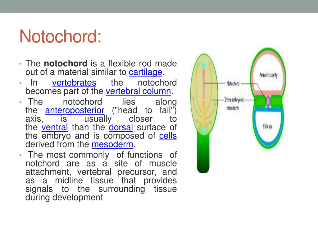 notochord