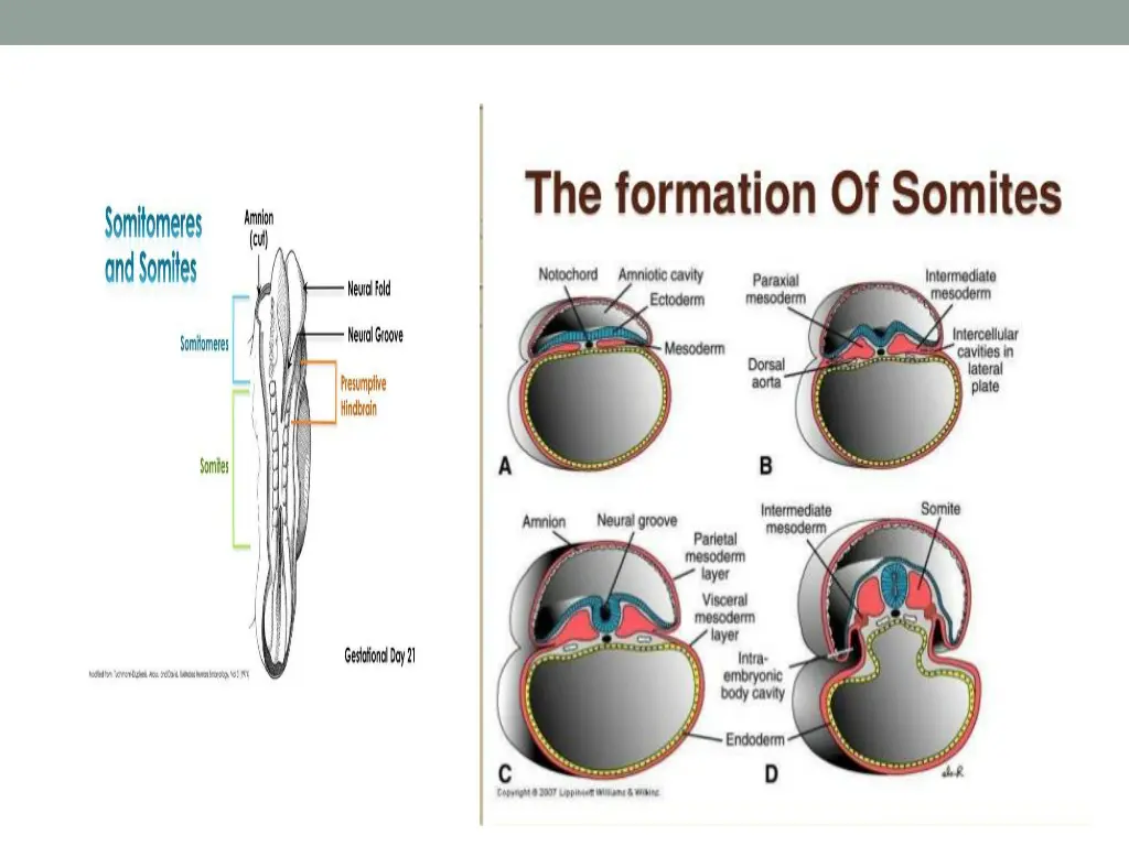 slide25