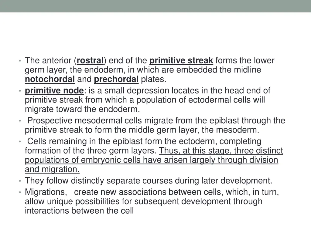 the anterior rostral end of the primitive streak