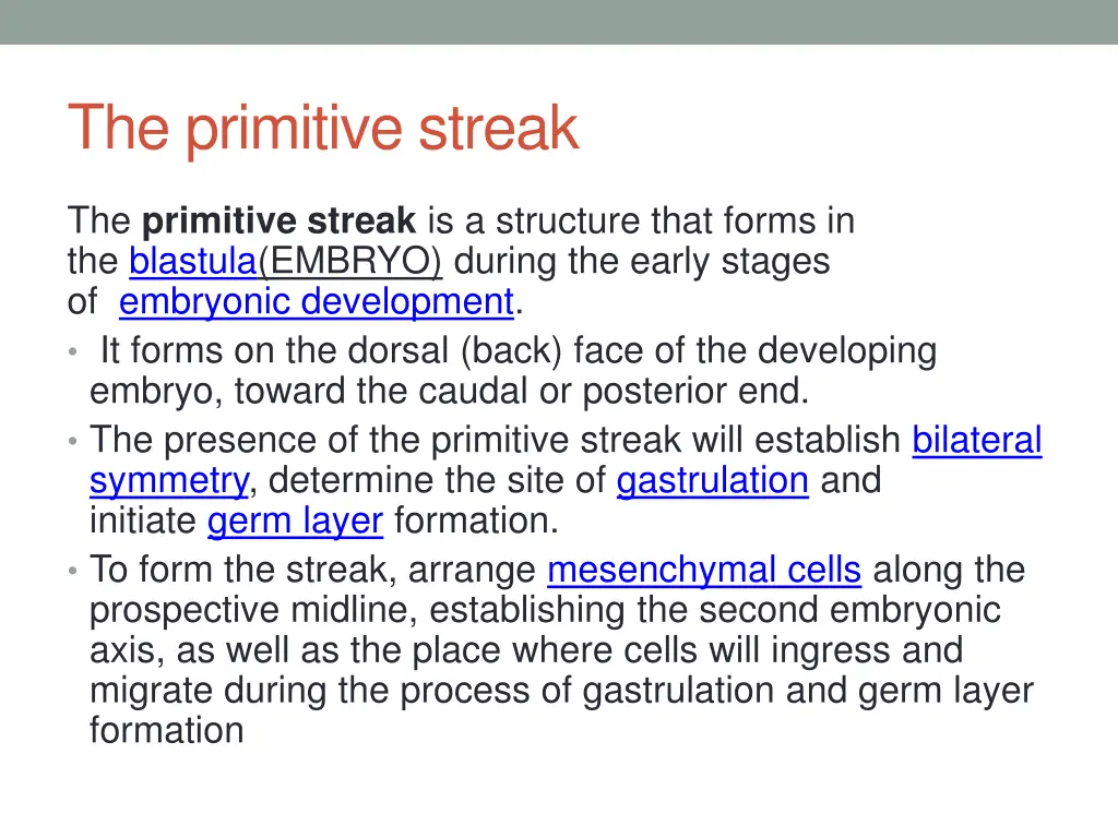 the primitive streak
