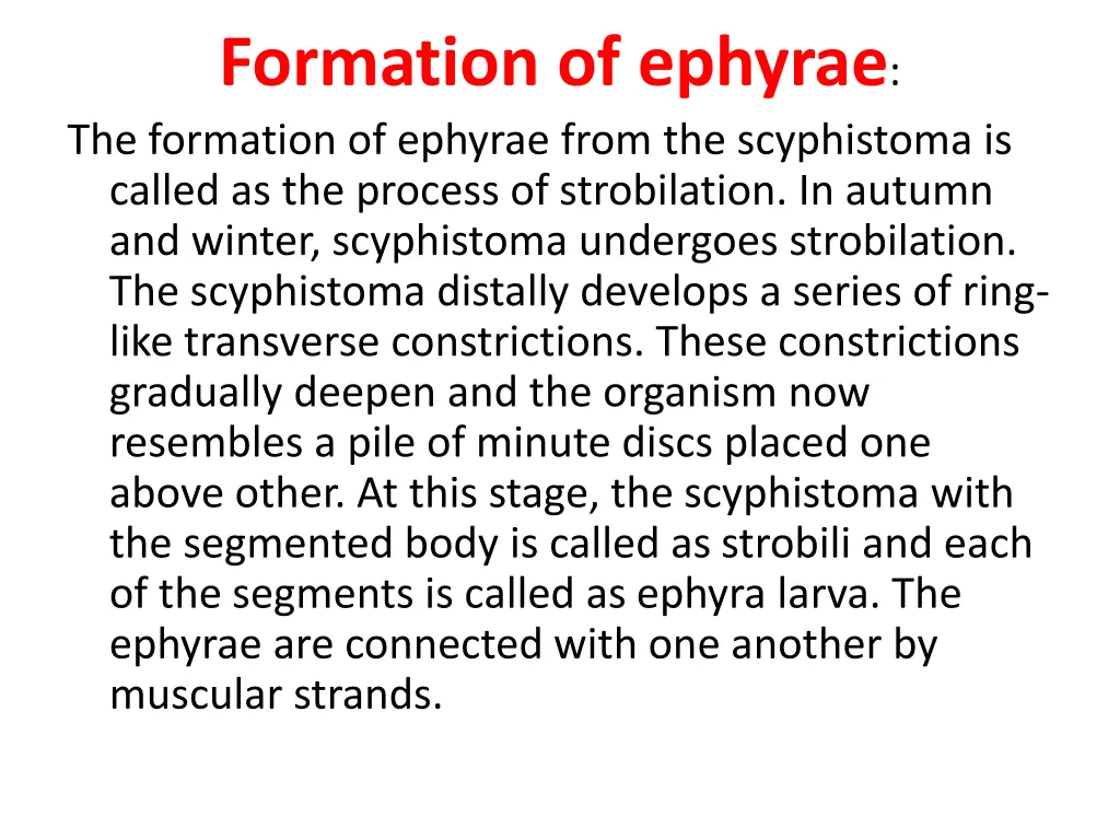 formation of ephyrae the formation of ephyrae