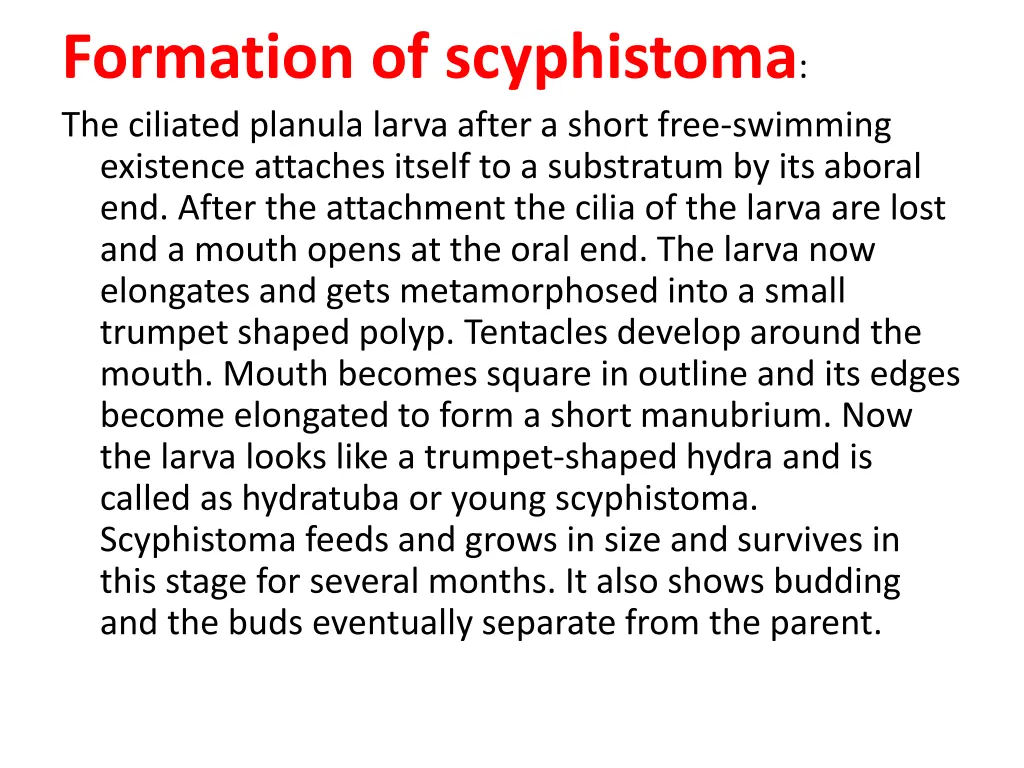 formation of scyphistoma the ciliated planula