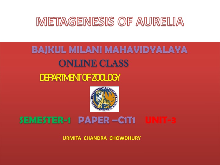 metagenesis of aurelia