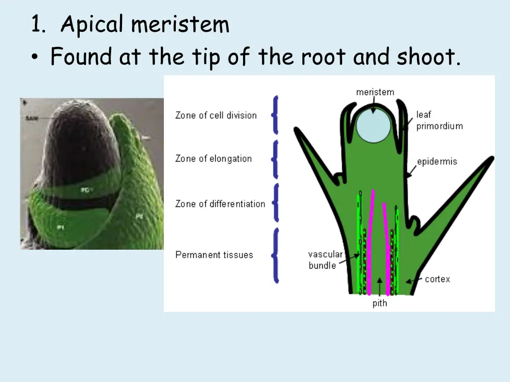 1 apical meristem found at the tip of the root