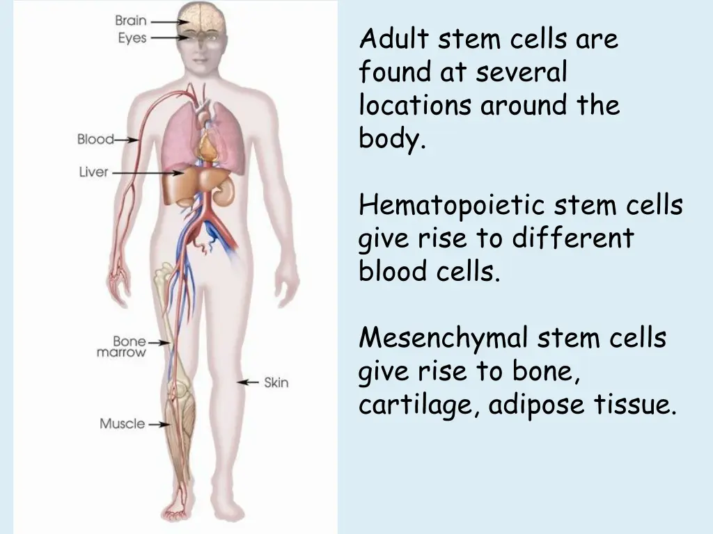 adult stem cells are found at several locations