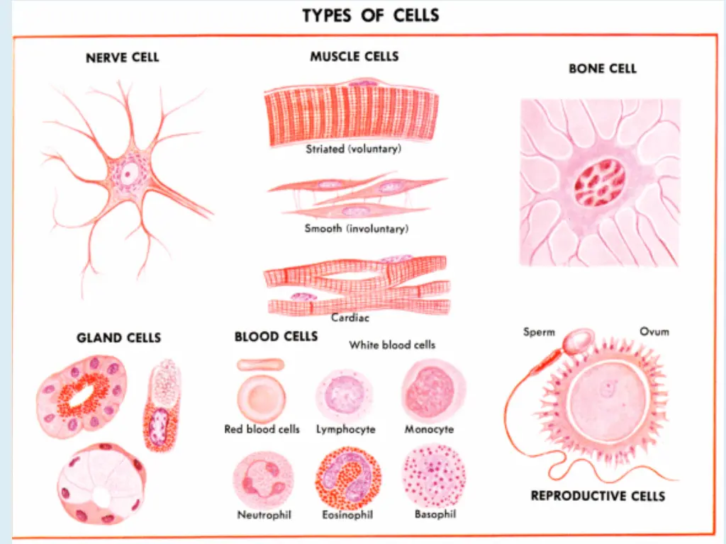 different human cell types 580x444