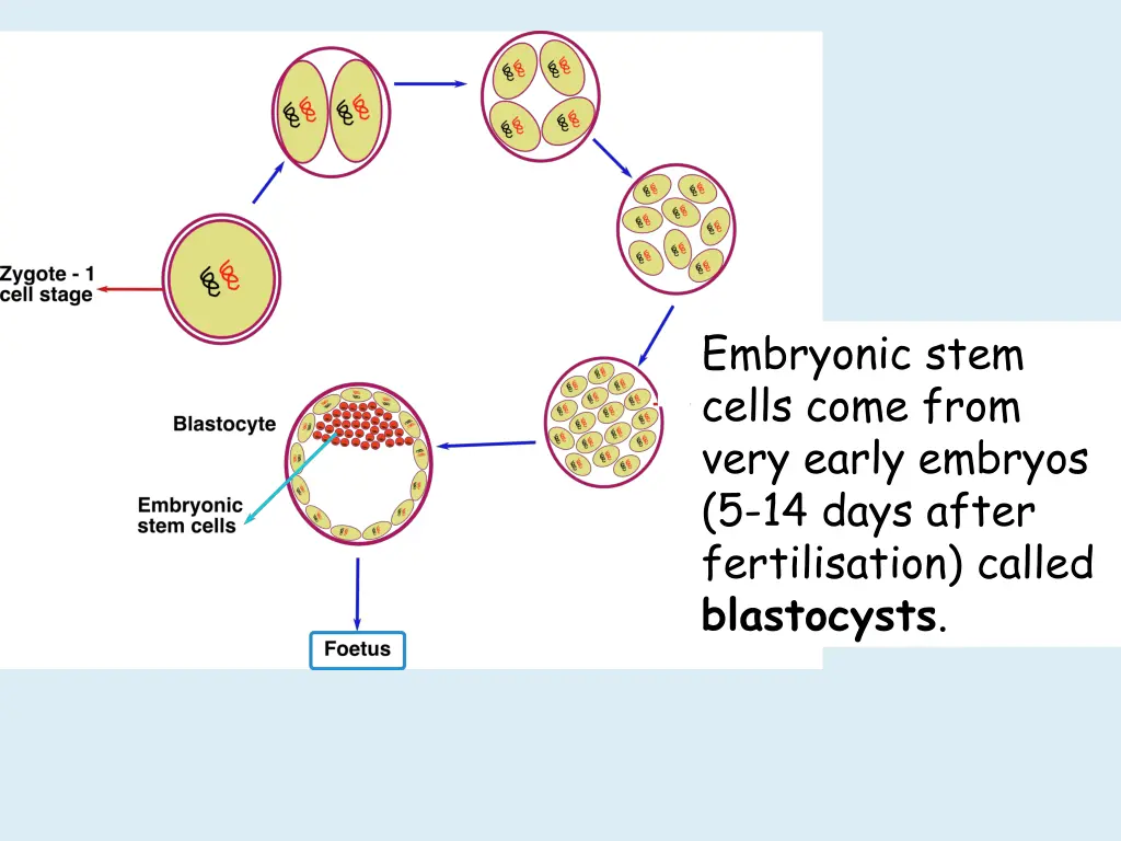 embryonic stem cells come from very early embryos