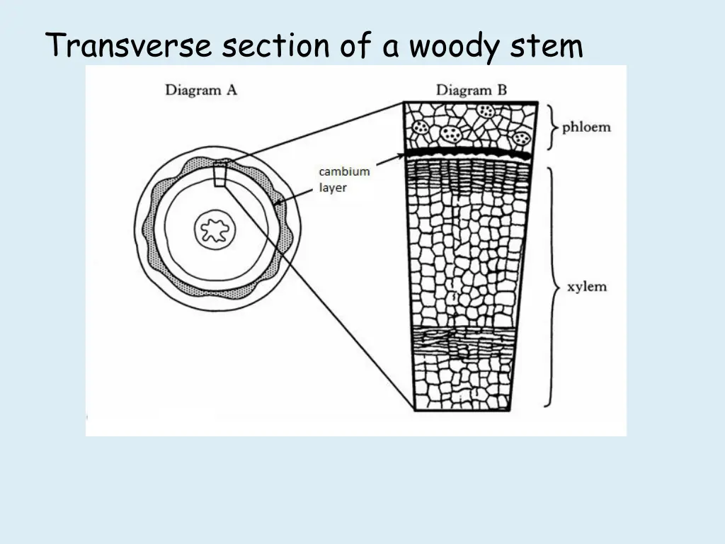 transverse section of a woody stem