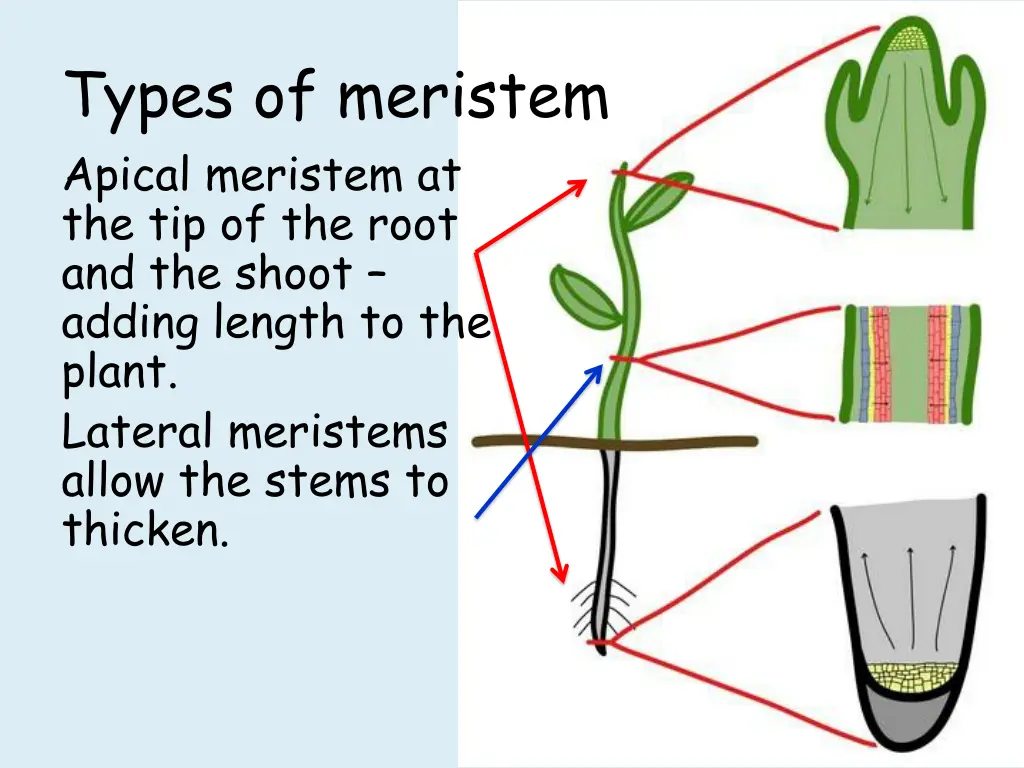 types of meristem apical meristem