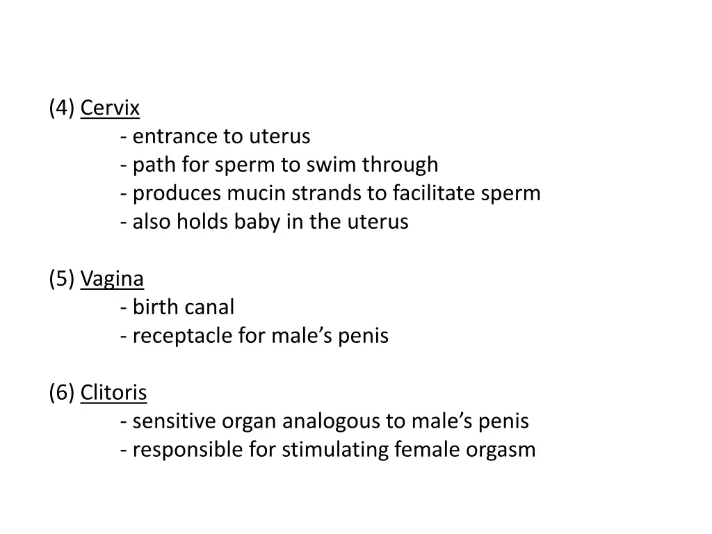 4 cervix