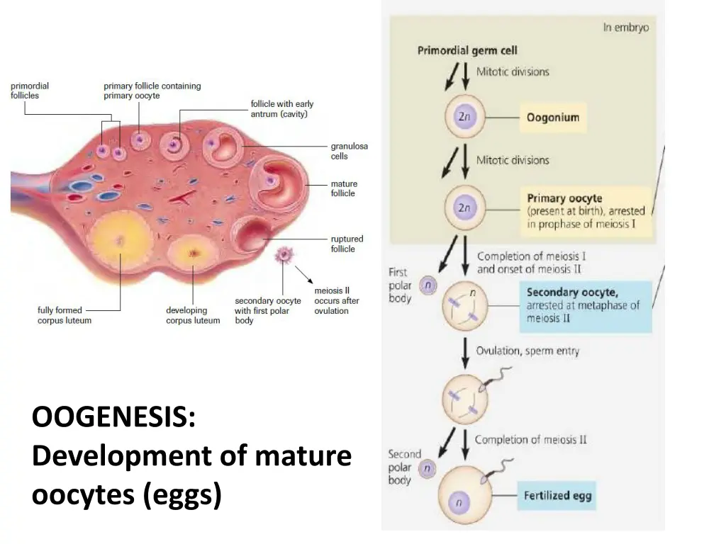 oogenesis development of mature oocytes eggs