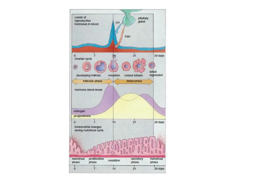 slide16
