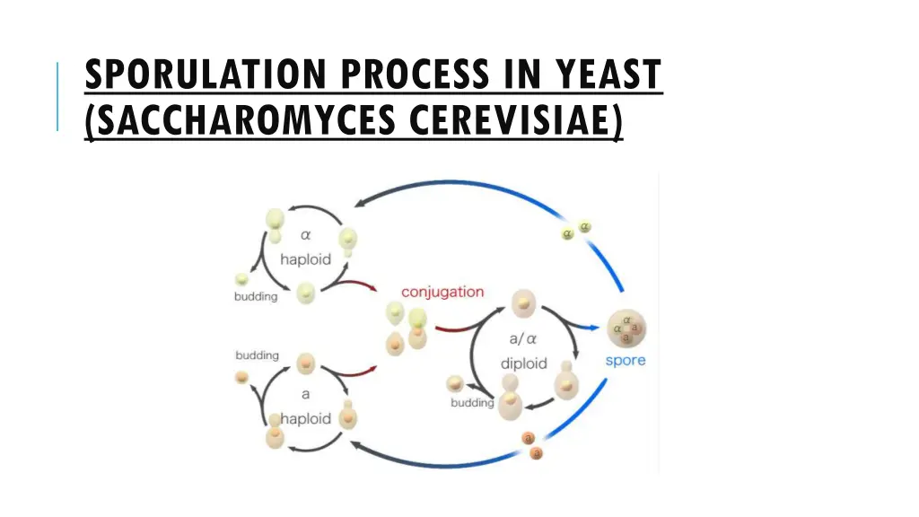 sporulation process in yeast saccharomyces
