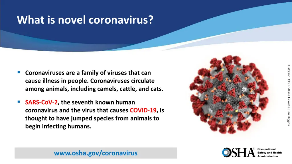 what is novel coronavirus