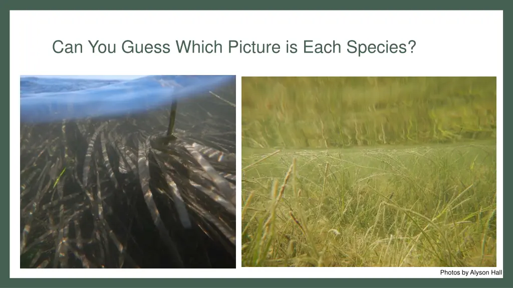 can you guess which picture is each species