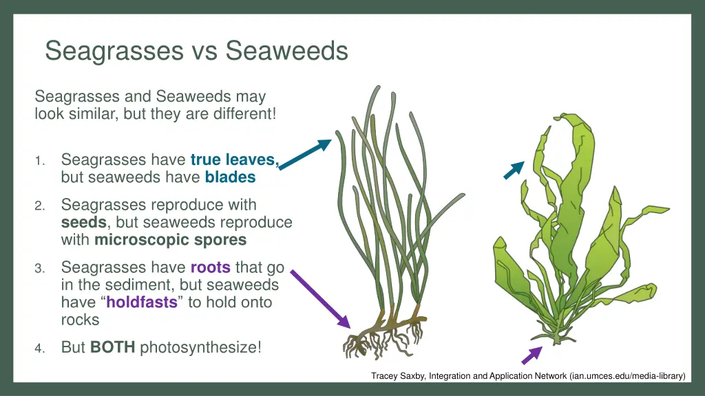 seagrasses vs seaweeds