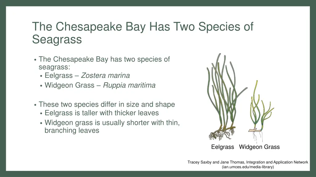 the chesapeake bay has two species of seagrass