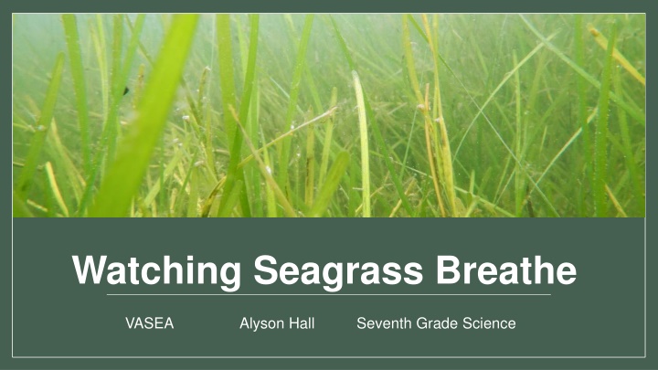 watching seagrass breathe