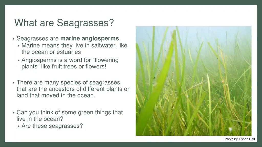what are seagrasses