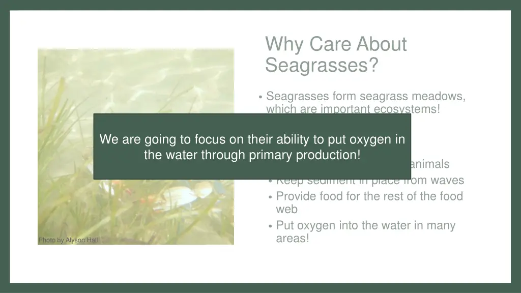 why care about seagrasses 1