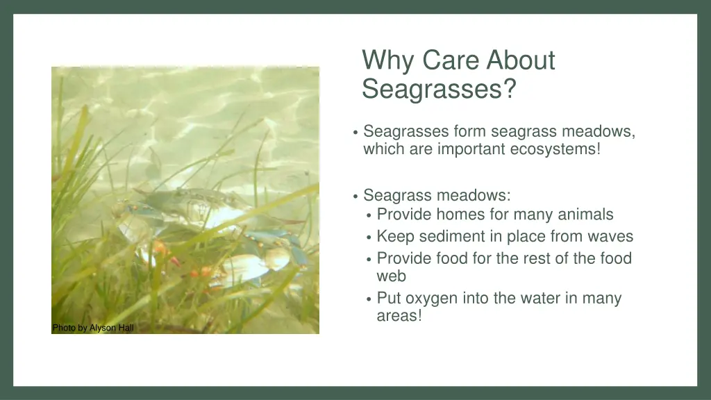 why care about seagrasses