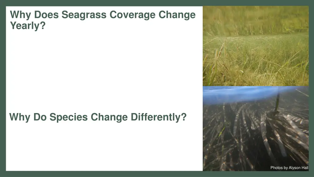 why does seagrass coverage change yearly