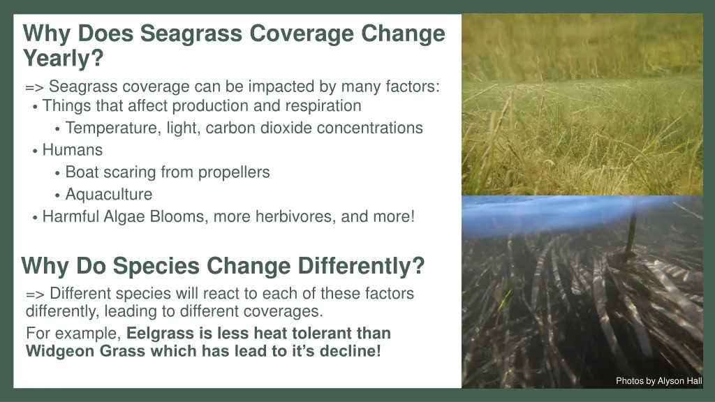 why does seagrass coverage change yearly seagrass