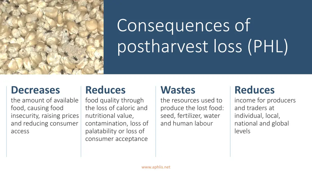 consequences of postharvest loss phl