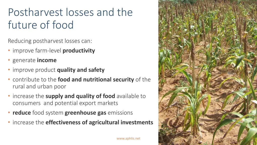 postharvest losses and the future of food