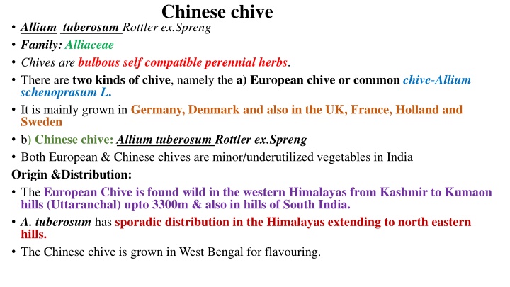 chinese chive