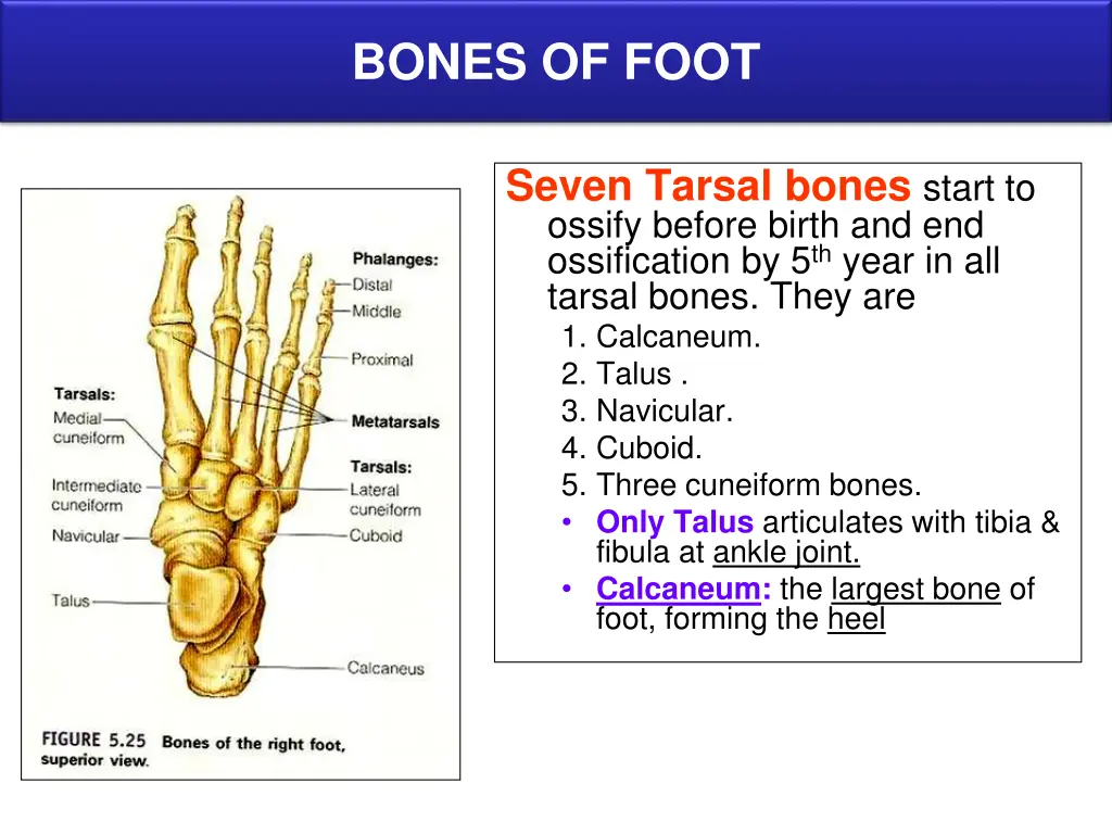 bones of foot