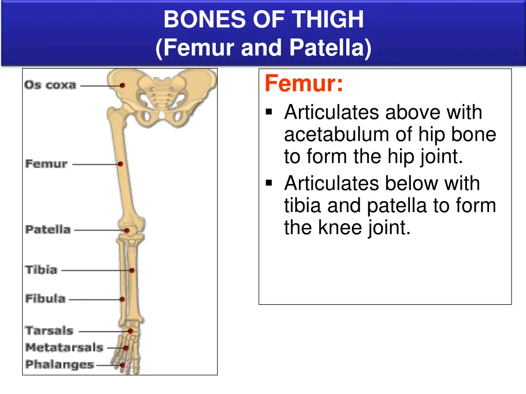 bones of thigh femur and patella