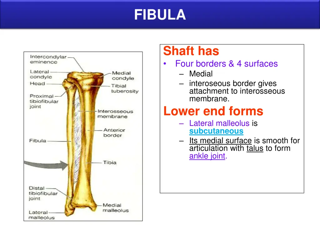 fibula 1