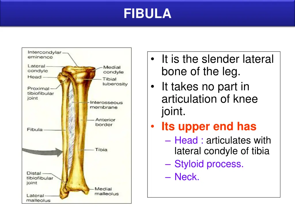 fibula