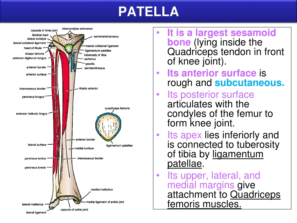 patella